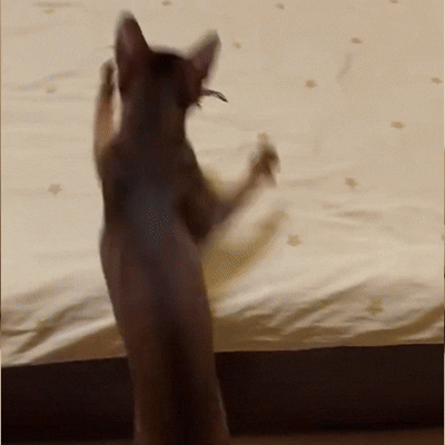 Flying Bird Cat Toy