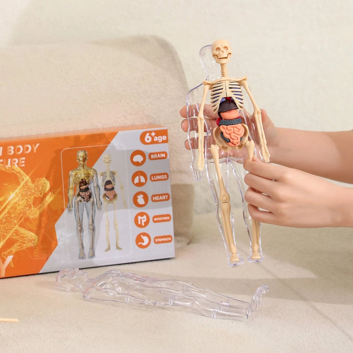 Clear Human Body Structure Model