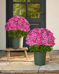 5 Bundle of Pink