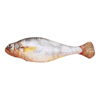 Yellow Croaker