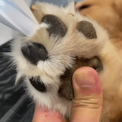 Tiktrove  Electric Fur Trimmer